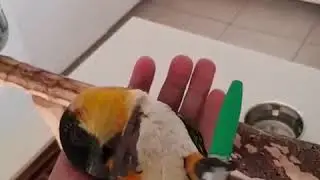 Bench press parrot