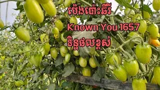 ប៉េងប៉ោះឆឺរីទិន្នផលខ្ពស់ តម្លៃល្អ ចំណេញច្រើន