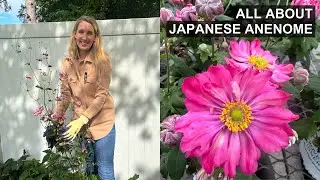 Fall In LOVE With Japanese Anemones 💕🌸