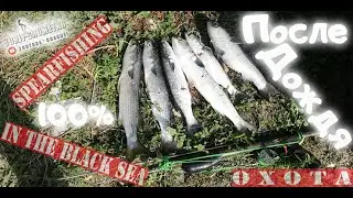 100% охота на РЫБ  ПОСЛЕ ДОЖДЯ  Spearfishing after rain 2020