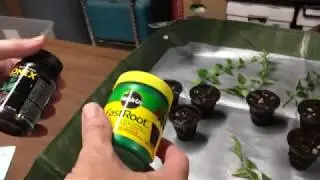 Hoya  Experiment: Hormone Rooting Powder
