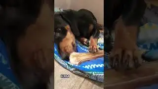 Тиша кушает очень вкусную косточку #собака#dog#смешно#животное#мило#Taksa#такса#Тиша#mrbeast #юмор