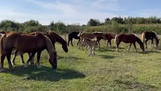 Великий вибір Коней на Продажу