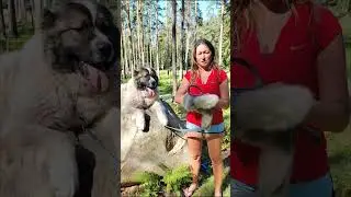 Все о кавказских овчарках спустя 10 лет.