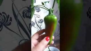 Балконда қызыл бұрыш өсіру