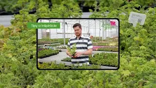 Srdcom záhradník - Migrénovník - pomoc pri bolesti hlavy