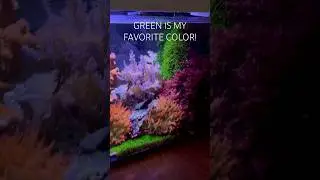 Reef Tank ( GREEN STAR POLYP - NO PROBLEM!