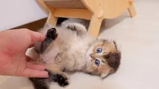 A kitten who misbehaves and is forcibly taken away is cute.
