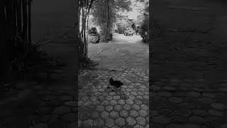 Gak sengaja ketemu kucing pesantren #masyaallah #shorts #shortvideo