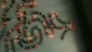 Domino Day 116