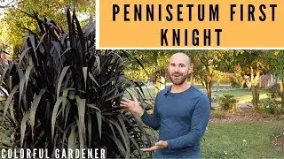 Funky Plant Of The Week Pennisetum First Knight ( Colorful Gardener )