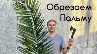 Обрезаем мою новую пальму