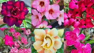 Adenium flowers in summer...april 2025