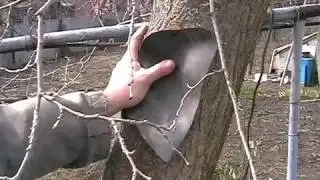 заживление глубоких дупел садовых деревьев