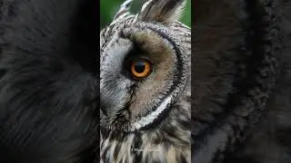 owl devil eyes 