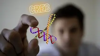 CREB — генный ключ вашего развития