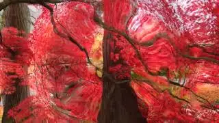 QUANTUM RELAXATION: Healing Music (“Homecoming”) HD