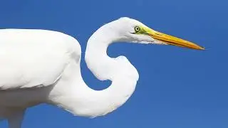 Ontario's Herons Slide Talk Images