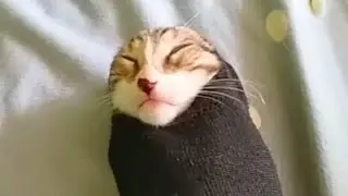 gato pepinillo