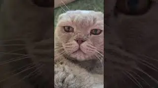 Мурк