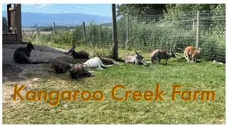 Kangaroo Creek Farm Kelowna BC / Baby R