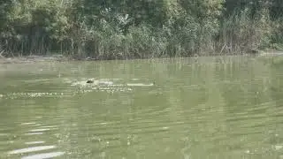 Robin Du Domaine Saint Hubert Wirehaired Vizsla live duck search