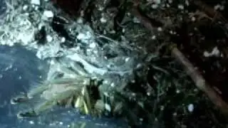 Tarantula Feeding Video 8