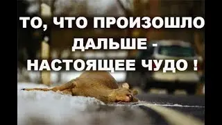 МУЖЧИНА ОБНАРУЖИЛ МЕРТВОГО ОЛЕНЯ, ТО ЧТО ПРОИЗОШЛО ДАЛЬШЕ-НАСТОЯЩЕЕ ЧУДО!