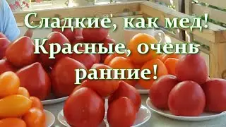 Самые ранние, сладкие и урожайные!  Красные Томаты Низкорослые и Высокорослые для огорода и теплицы