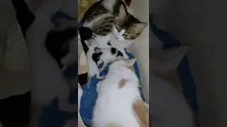 Induknya kucingnya yang mana ya