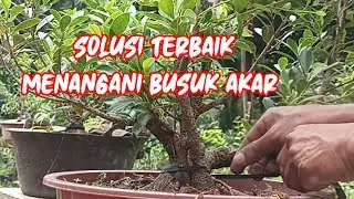 Solusi Terbaik Mengatasi Busuk Akar Pada Bonsai