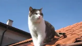 КОШКА КОТОРАЯ ЖИВЕТ НА КРЫШЕ))))))