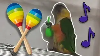 Samba parrot