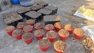potting mix for vegetables, cactus, and succulents #cactus #pottingsoil #pottingmix #drainage