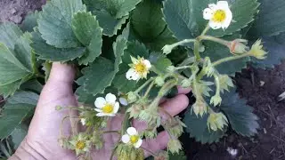 Everbearing strawberries. How to make them grow runners? My clever method.