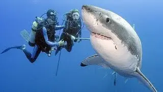 10 Things You Didn't Know About Great White Sharks