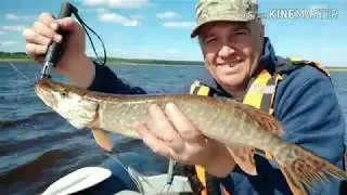 Троллинг на Северной Двине ИЮНЬ 2019 - клёво было сегодня! Killer pike.