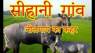 नील  गाय  का  कहर ||SIHANI VILLAGE ALIGARH||NEEL GAYE KA KEHER-nilgai bhagane ka tarika