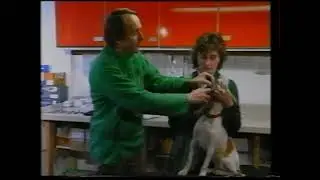The Secret To Giving Your Dog Fluids