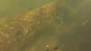 Короткая встреча с бобром под водой