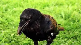 Легенда о Мелик-Мамеде