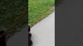 учимся не боятся других собак, занятие второе, прогресс виден
