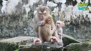Finally meet her mother after she lost of another monkey catch.🐵❤️ | Part 3