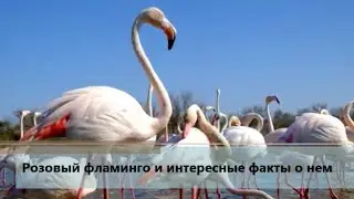 Розовый фламинго и интересные факты о нем