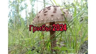 ГРИБЫ, ДМИТРОВСКИЙ РАЙОН, НАСАДКИНО