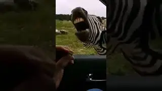 🎵Поющая зебра 🦓 Смешные видео 2021 😁новинки 2021