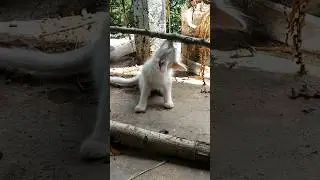 Baby cat 😺 playing #animals #animalslover