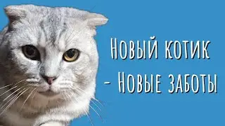 У нас новый кот