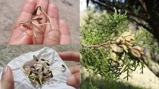 How to grow Thuja / Morpankhi / Vidya plant from seed at home #gardening #thuja #Morpankhiplant