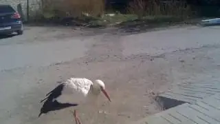 Аист в Сухиничах
